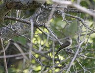 Eastern Phoebe